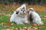 SHIH TZU 130